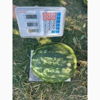 Арбуз, Кавун опт