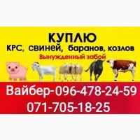 Куплю крупно рогатый скот(дорого!)