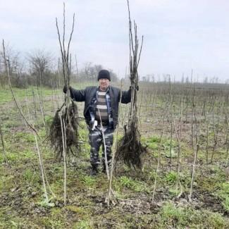 Саджанці волоського горіха, привиті, 1 та 3 та 4 річні, сорт Чернівецький 1 (Україна)