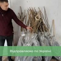 Саджанці волоського горіха, привиті, 1 та 3 та 4 річні, сорт Чернівецький 1 (Україна)