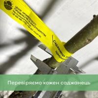 Саджанці волоського горіха, привиті, 1 та 3 та 4 річні, сорт Чернівецький 1 (Україна)