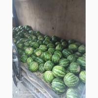 Продам смачний кавун с поля оптом