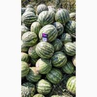 Продам Кавун 2- 4 кг опт 3 грн