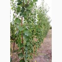 Продам саджанці фруктових дерев (Оптом)