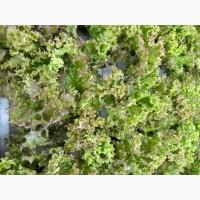 Продам салати