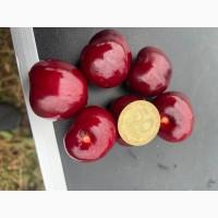 Продам черешню Крупноплодна