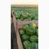 Продам кавун оптом з поля / холодильника