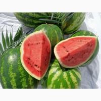 Продам кавун АУ Продюсер
