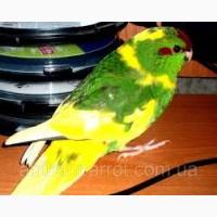 Продам попугаїв