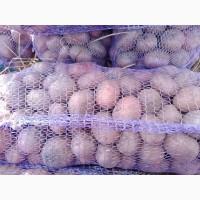 Продам товарну картоплю