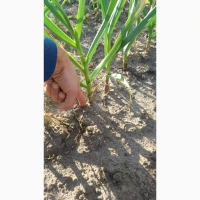ПРОДАЮ Повітряну Бульбашку, Однозубку та Часник Посадковий Любаша, Дюшес, Ірен