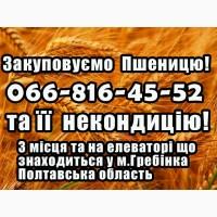Закуповуємо пшеницю 2, 3, 4 клас, та недондицію