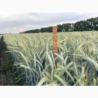 Тритикале озиме Велетень, рр. нн. с