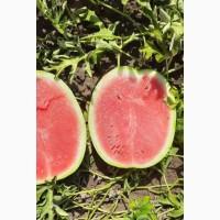 Продам кавун Ау Продюсер