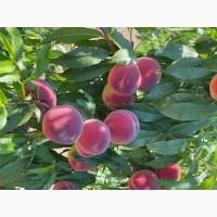 Продам персик