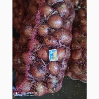 Продам цибулю