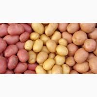 Куплю картоплю білих та червоних сортів оптом від 10 тонн. Київ, Чернігів, Житомир