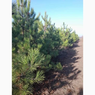 Сосна ялинка новорічна сосны елки новогодние опт купить сосну елку оптом