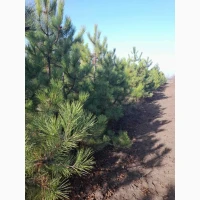 Сосна ялинка новорічна сосны елки новогодние опт купить сосну елку оптом