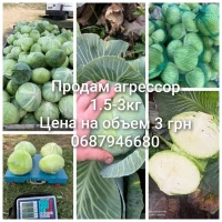 Продам капусту агрессор