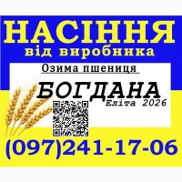 Насіння, озима пшениця сорт Богдана, еліта від виробника