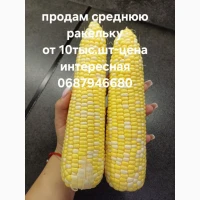 Продам кукурузу качаны сладкую ракель