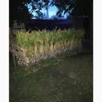 Продам часник Любаша 5