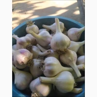 Продам часник Любаша 5