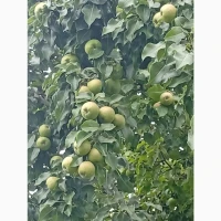 Продам груші в наявності близько 500-600кг
