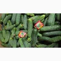 Продам огірок