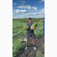Продам кавун Фарао, Топган, Нун, карістан, талісман