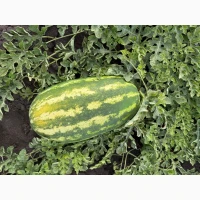 Продам кавун Фарао, Топган, Нун, карістан, талісман