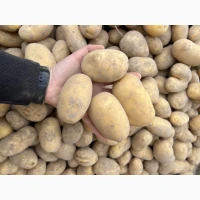 Продам товарну картоплю сорт Саншайн
