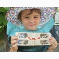 Матки карпатка 2025