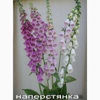 Продам саженцы рудбекии (желтая ромашка с коричневой серединкой)