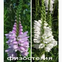 Продам саженцы рудбекии (желтая ромашка с коричневой серединкой)