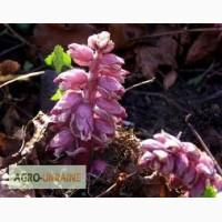 Продам петров крест корень