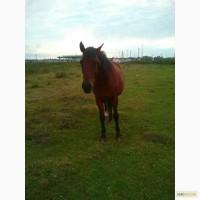 Продається кобила(12 років)