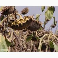 Семена подсолнечника, гибрид F1 Рембо. стойкий к Гранстару