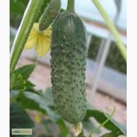 Продам семена Огурец Шакти F1