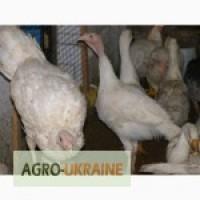 Продажа индюшат, цыплят, утят, гусят