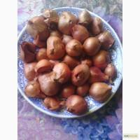 Продам лук кущовка на посадку