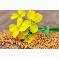 Продам семена Горчицы, многолетних, газонных трав, сидератов