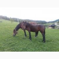 Продам лоша. Ваговоз