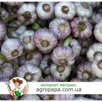 Продам воздушку, однозубку, чеснок первой репродукции (Сорт Любаша)
