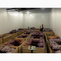 Продам воздушку, однозубку, чеснок первой репродукции (Сорт Любаша)