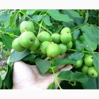 Саджанці грецького горіха 8 сортів, часний питомник опт - саенцы грецкого ореха