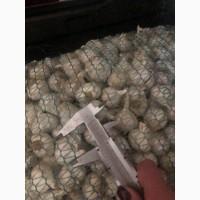 Продам посадочный чеснок Яровой Сочинский