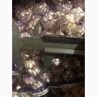 Продам посадочный чеснок Яровой Сочинский
