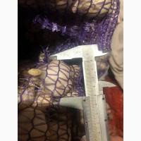 Продам посадочный чеснок Яровой Сочинский